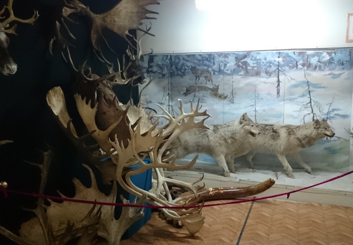 Аллаиховский музей природы тундры и охотничьего промысла им. Д .